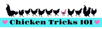 training your chickens|Chicken Tricks 101 .